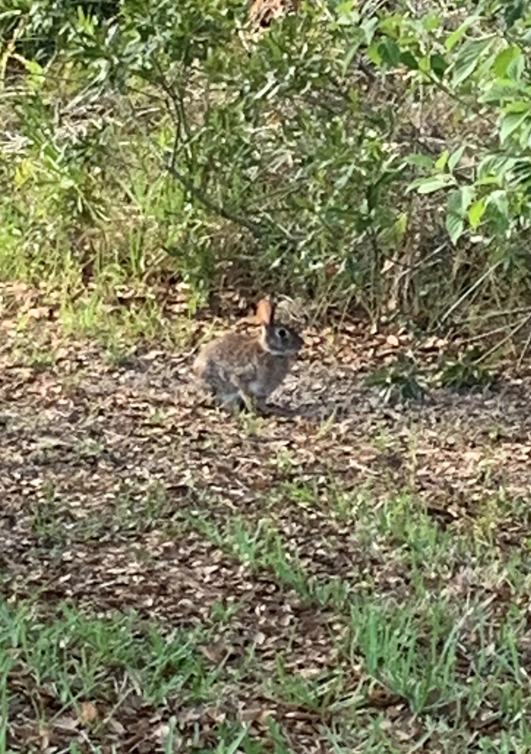 The Quest For More Bunnies…Sorry…Not Sorry