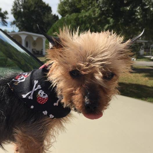 A Letter to Lestat: Our Beloved Yorkie